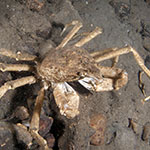 Hyas araneus